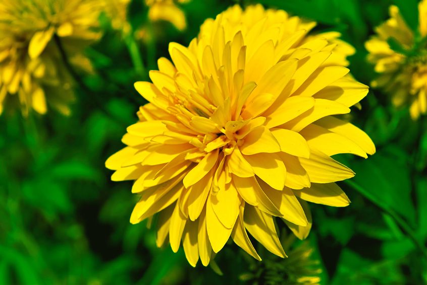 11004207 - yellow chrysanthemum.jpg